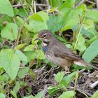 Blaukehlchen weiblich