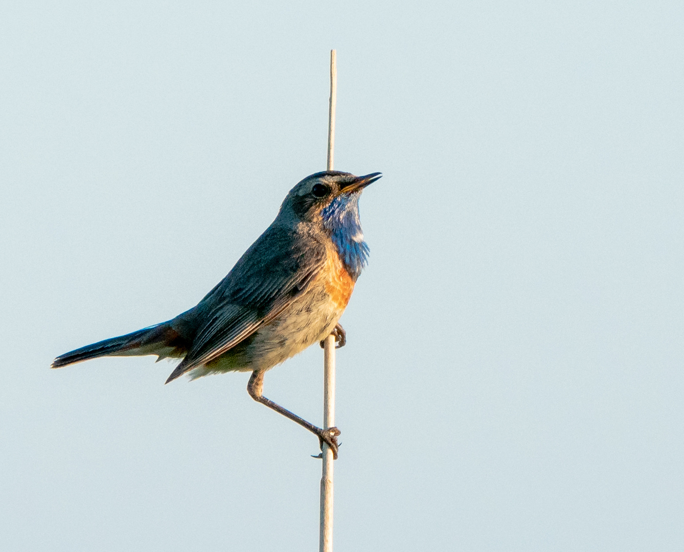 Blaukehlchen (Weißsternig)