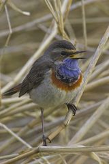 Blaukehlchen Wildlife die 2.