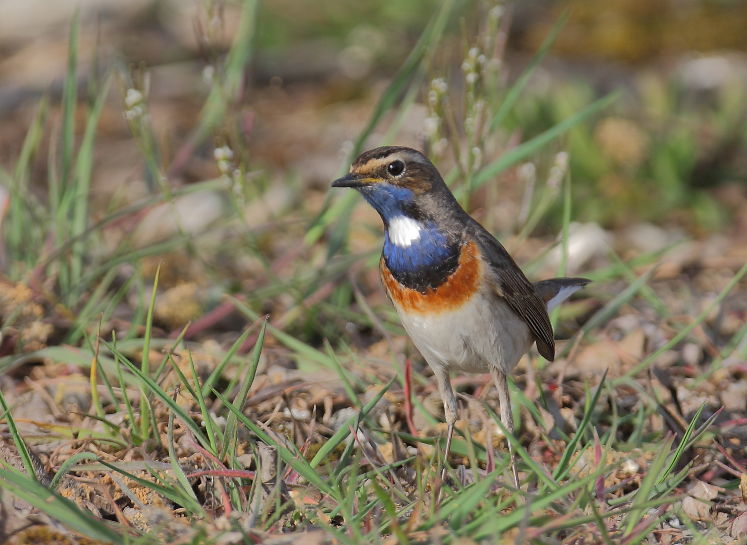 Blaukehlchen16.4.