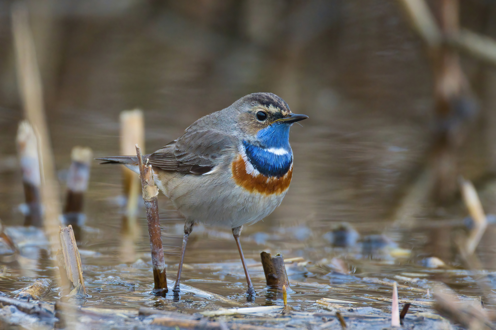 Blaukehlchen2