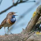 Blaukehlchengesang