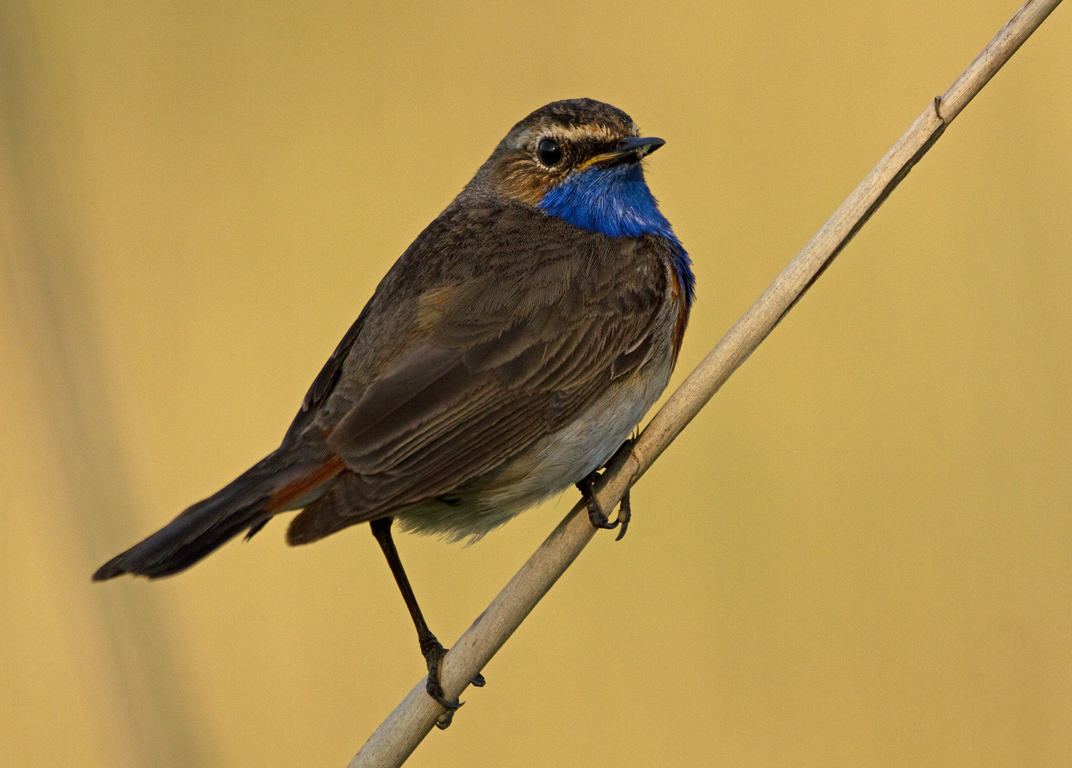 Blaukehlchenportrait