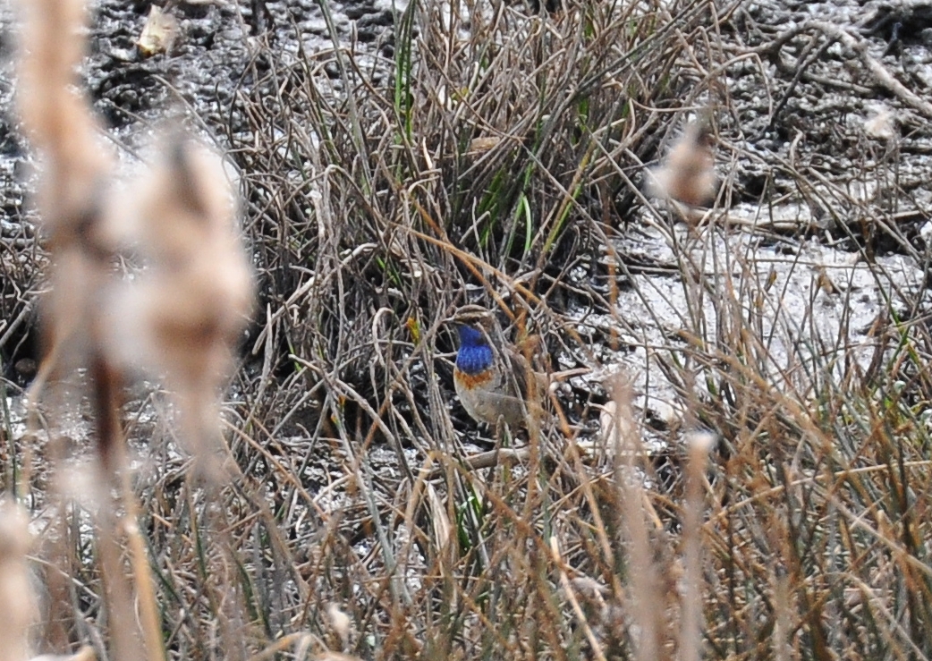 Blaukehlechen - 19.4.13 - Wolfhagen/Kassel