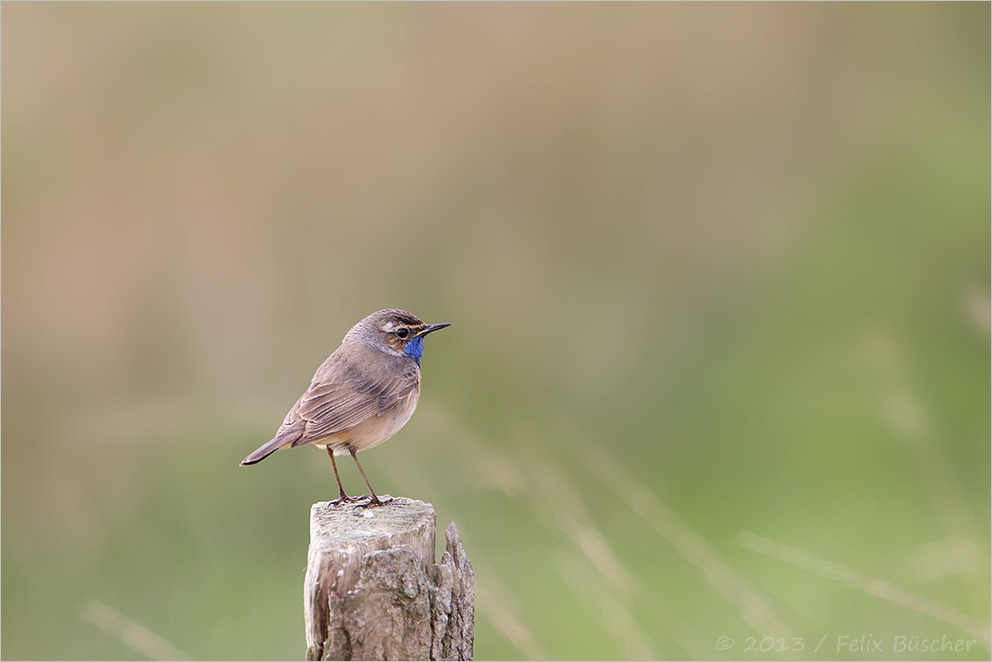 Blaukehlen am Wegesrand