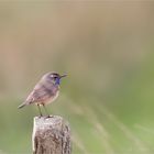 Blaukehlen am Wegesrand