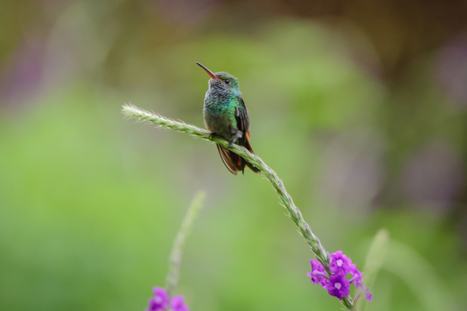 Blaukehlkolibri