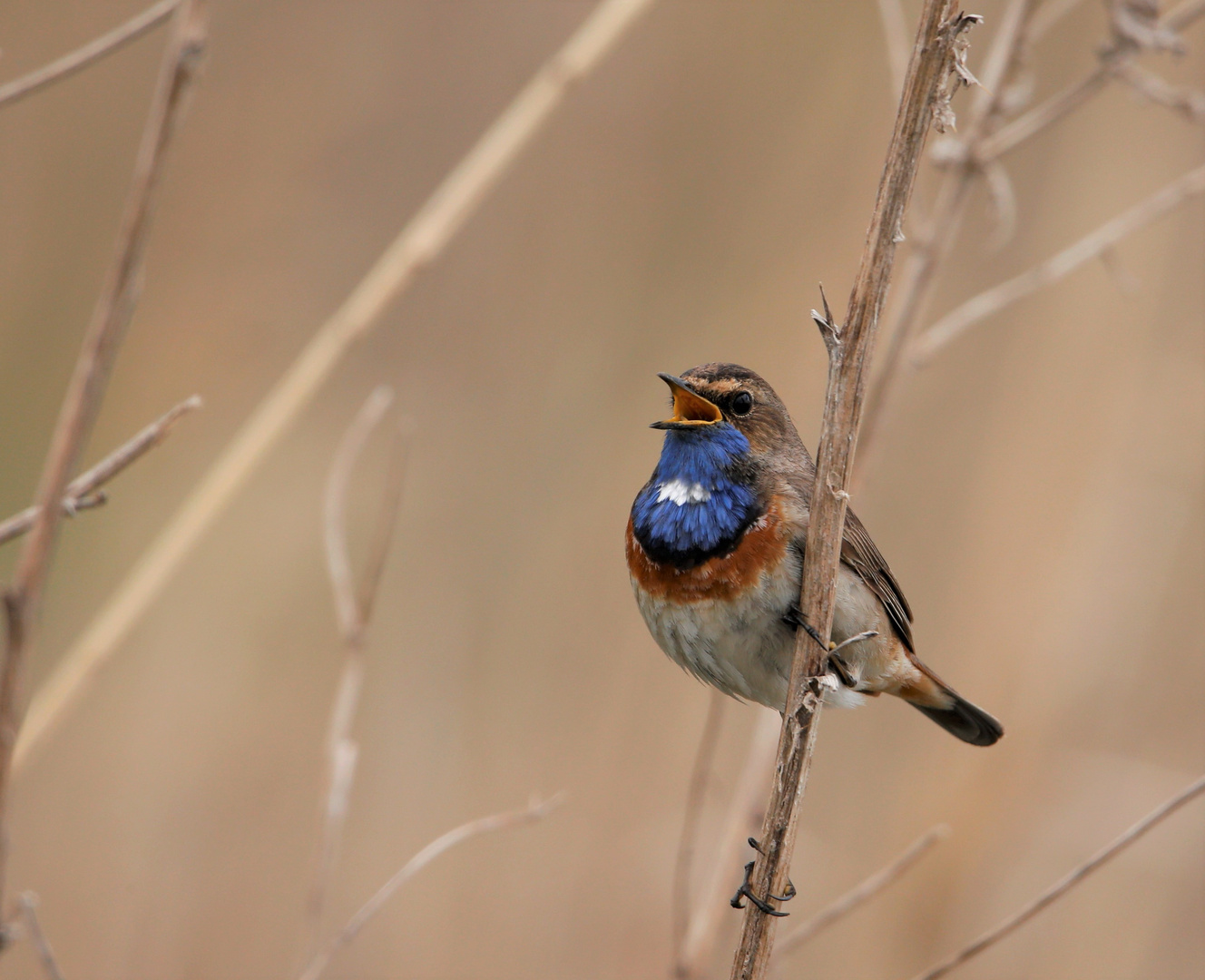 -blaukelchen-