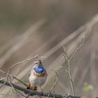 Blaukelchen beim Singen