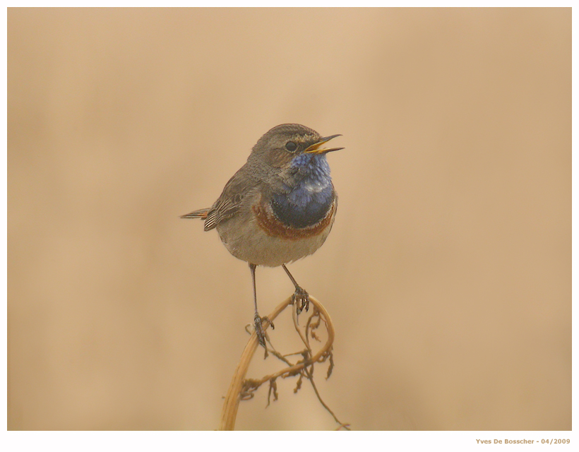 Blaukelchen - Frühling 2009