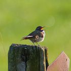 Blaukelchen trällert Lied