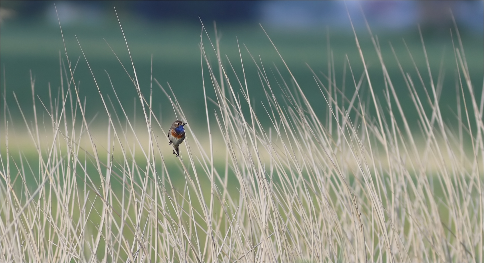 Blaukelchentupfer