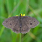 Blaukernauge auch Blauäugiger Waldportier (Minois dryas)