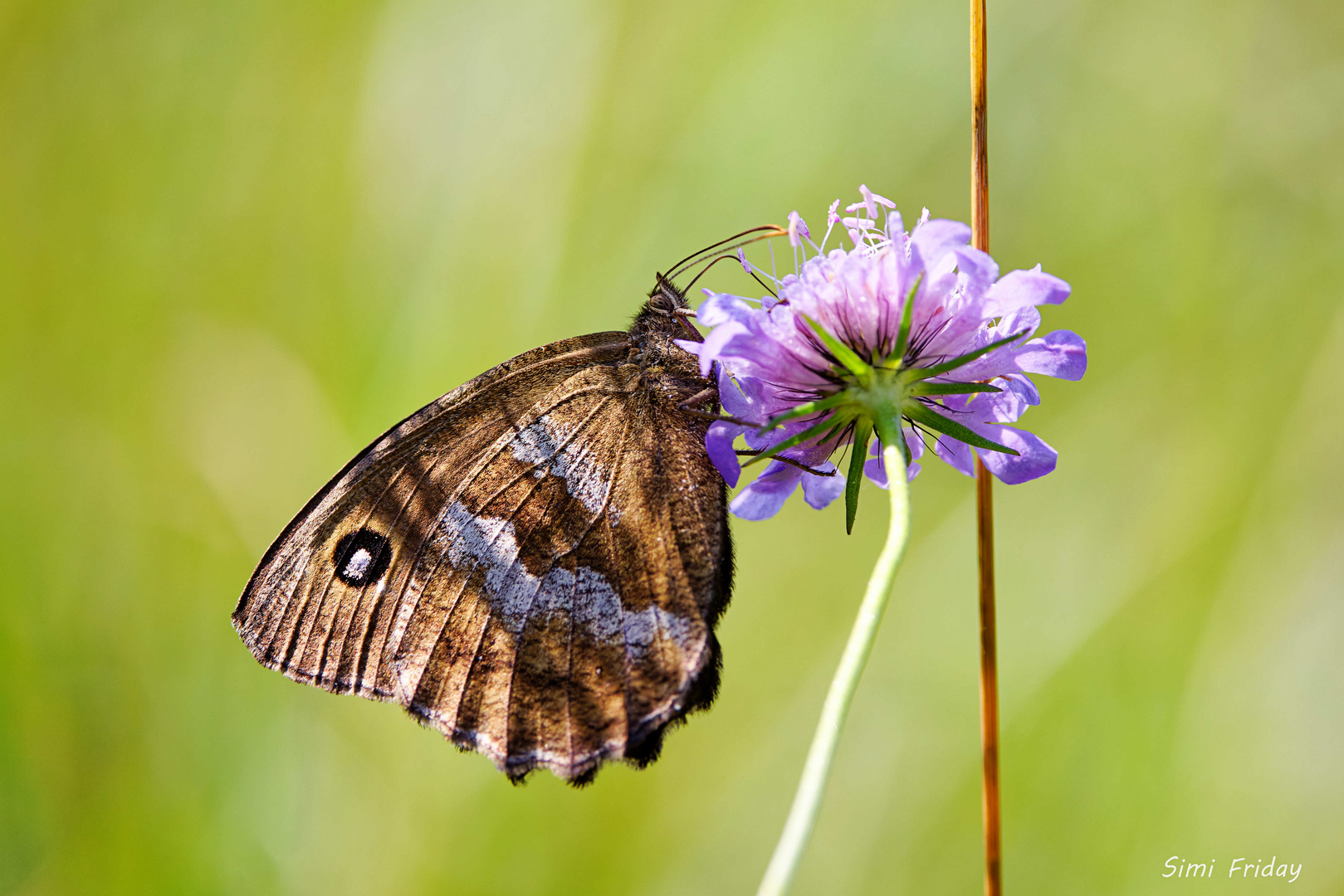 Blaukernauge auf Blüte