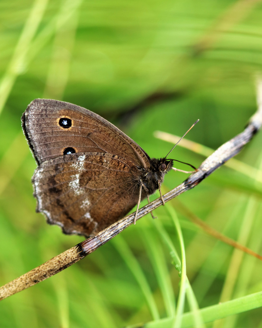 Blaukernauge Blauäugiger Waldportier oder Riedteufel