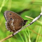 Blaukernauge Blauäugiger Waldportier oder Riedteufel