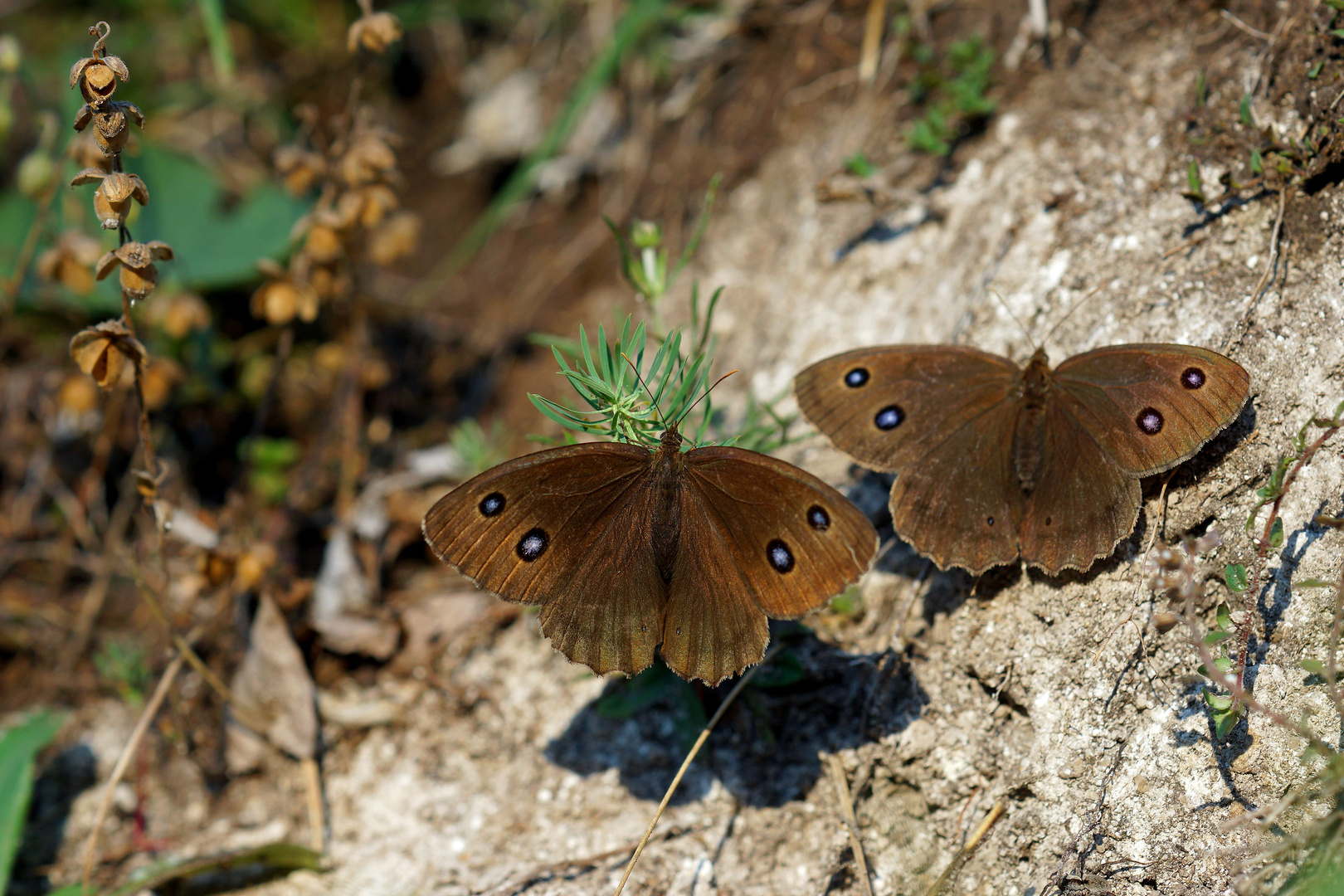 Blaukernauge (Minois dryas)