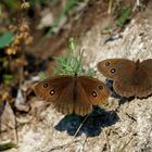 Blaukernauge (Minois dryas)