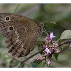 Blaukernauge (Minois dryas)