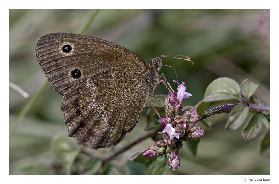 Blaukernauge (Minois dryas)