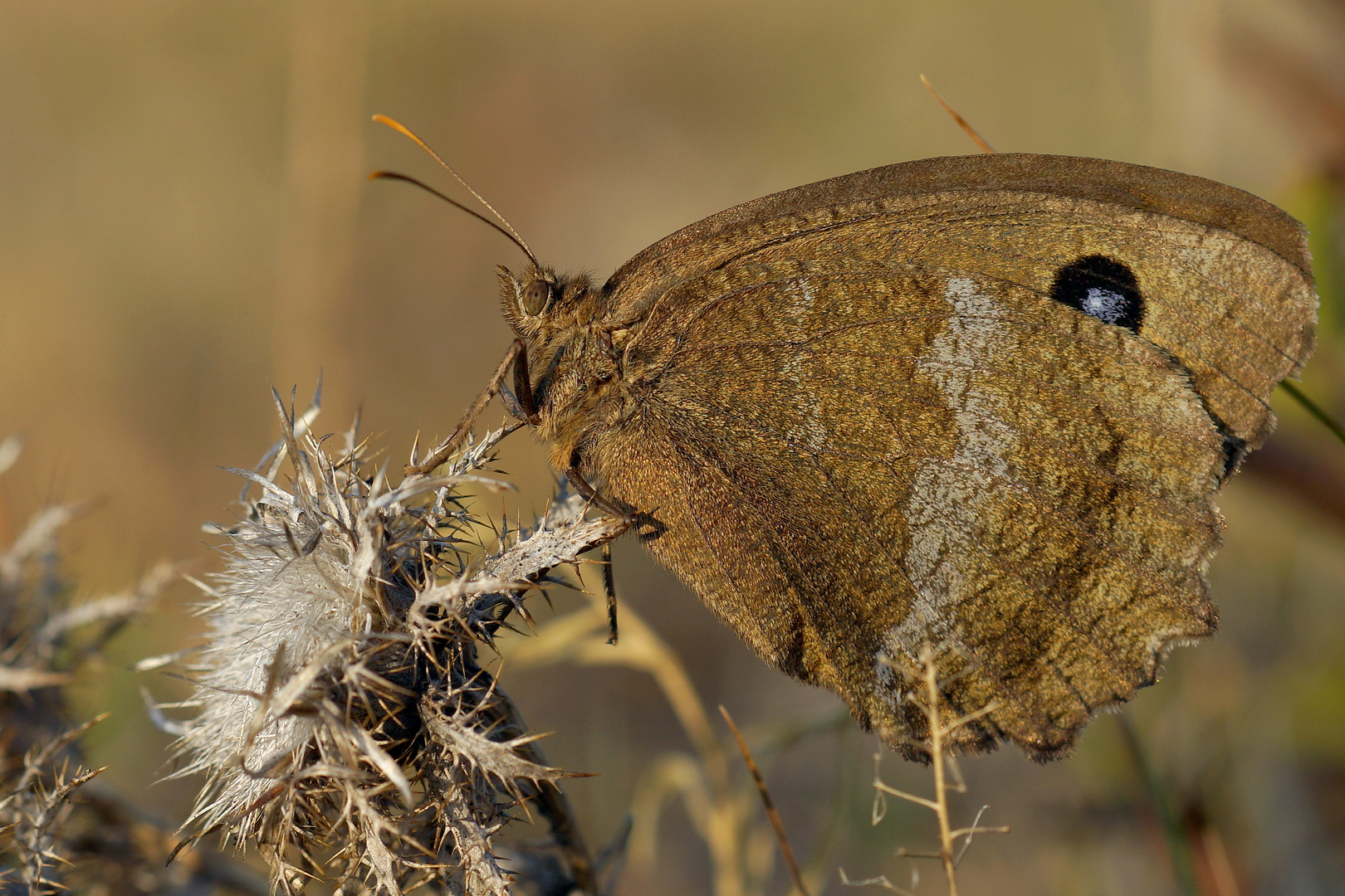 Blaukernauge (Minois dryas)