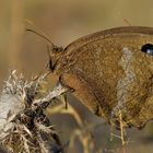 Blaukernauge (Minois dryas)