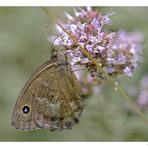 Blaukernauge (Minois dryas)