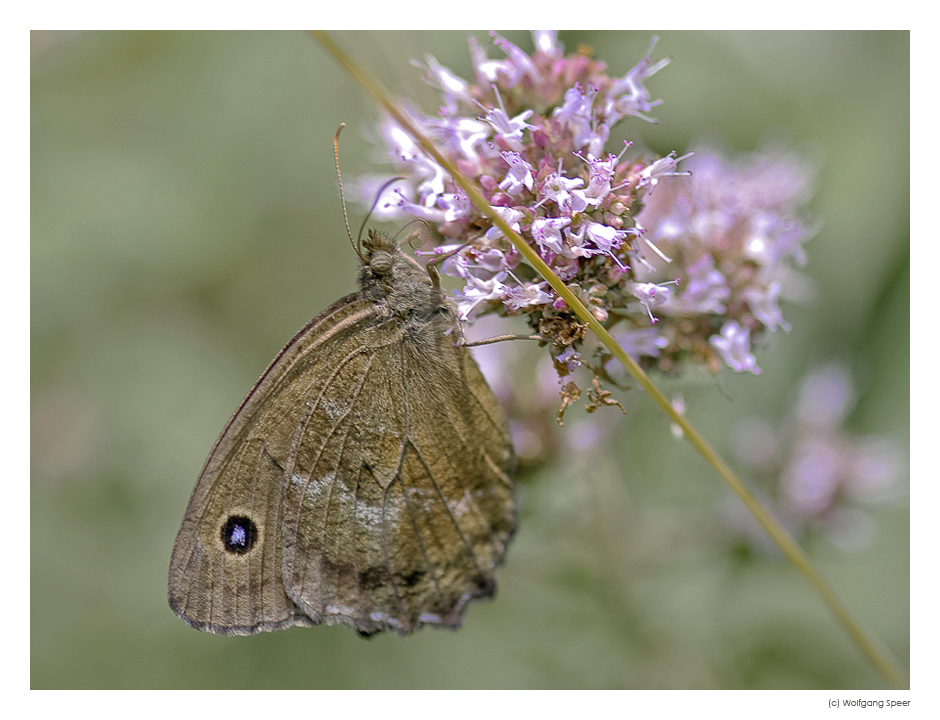 Blaukernauge (Minois dryas)