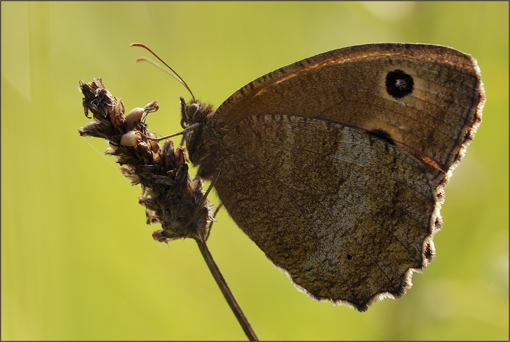 Blaukernauge (Weibchen)