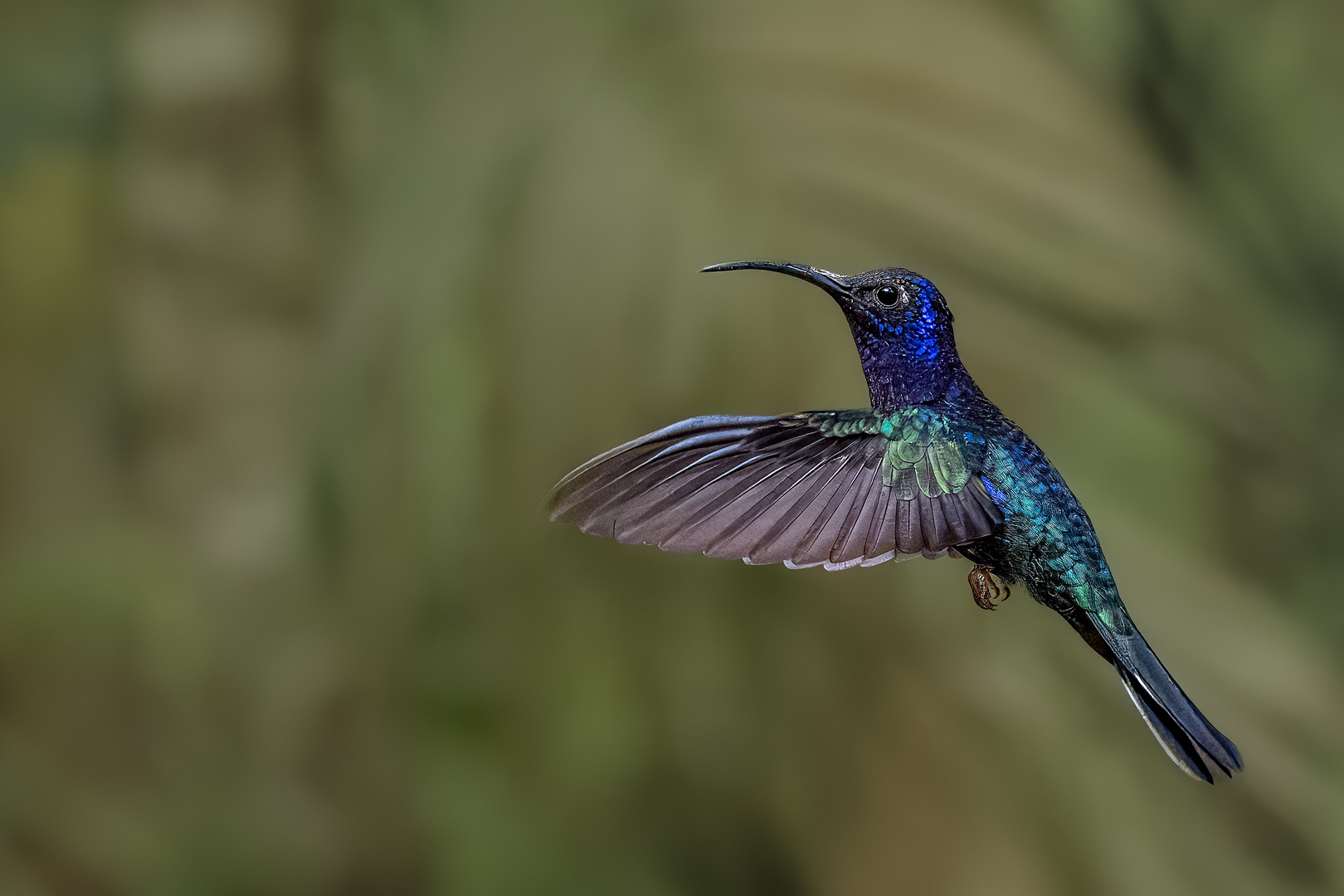  Blaukinn-Smaragdkolibri im Schwirrflug