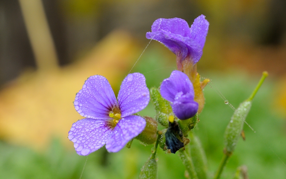 Blaukissen