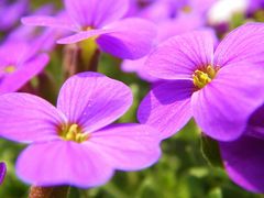 blaukissen - Aubretia deltoidea