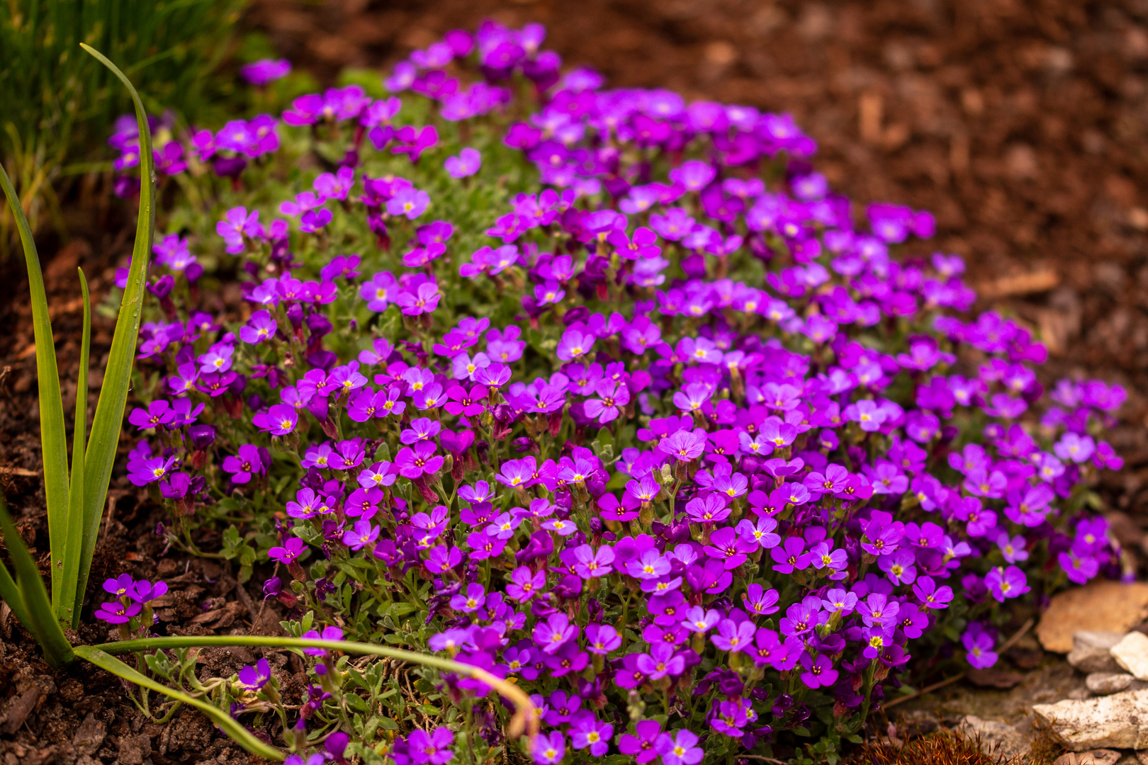 Blaukissen (Aubrieta)