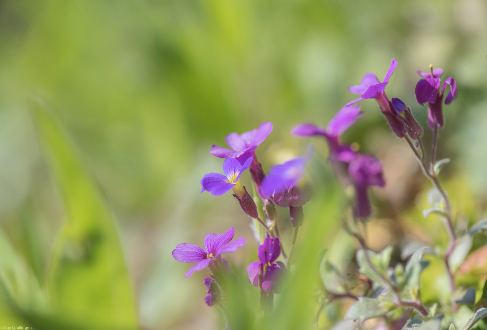 Blaukissen (Aubrieta)