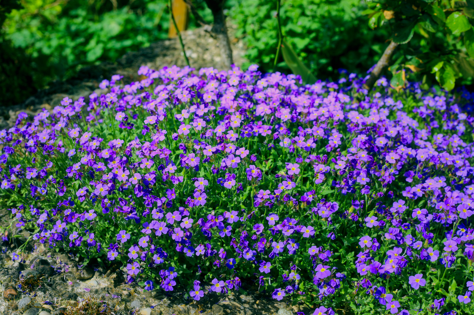 Blaukissen... Blüte schon zu Ostern im März