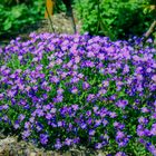 Blaukissen... Blüte schon zu Ostern im März