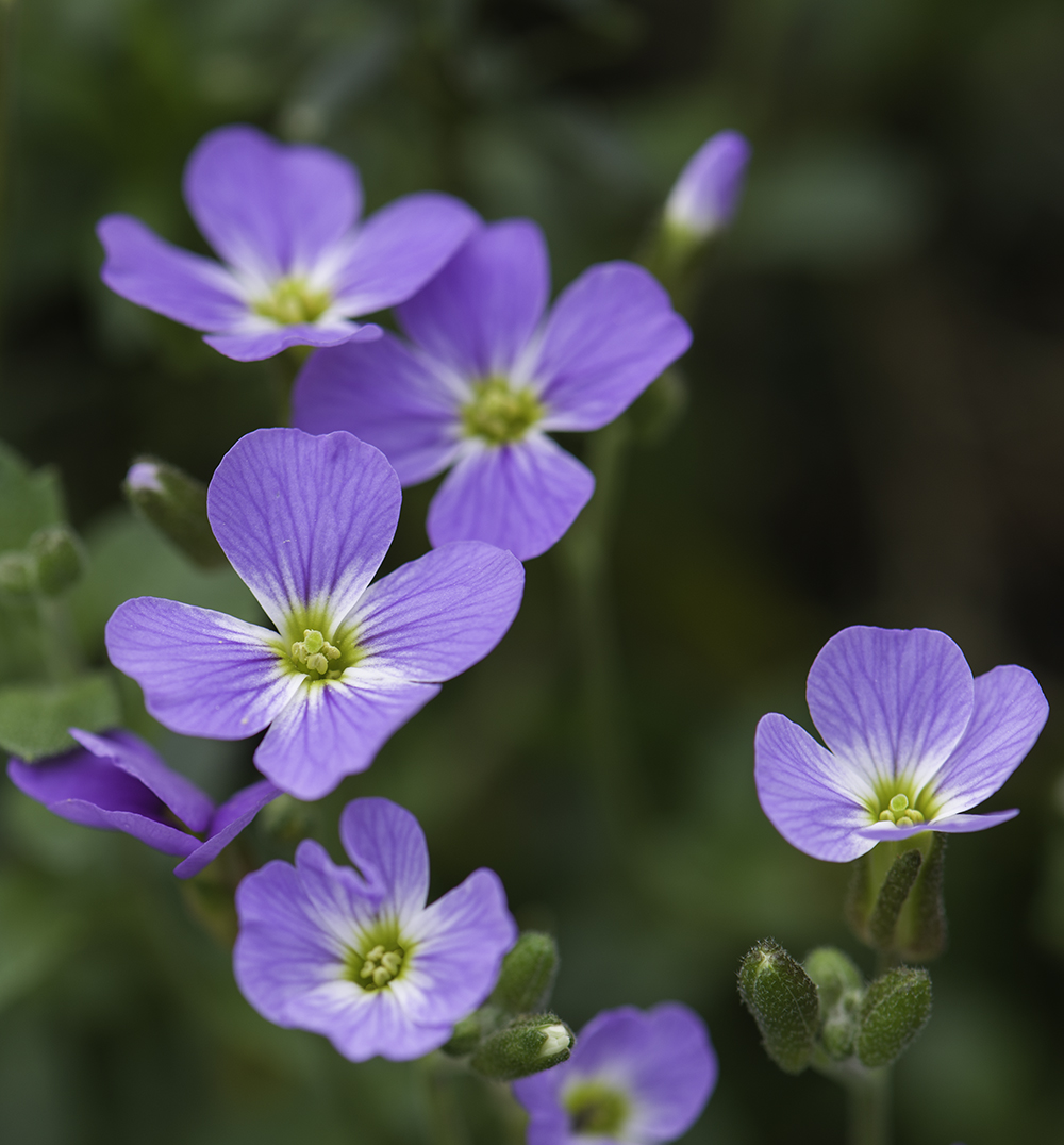 Blaukissen