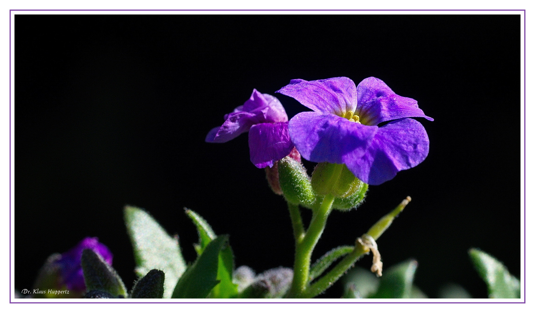 ~ Blaukissenblüte ~