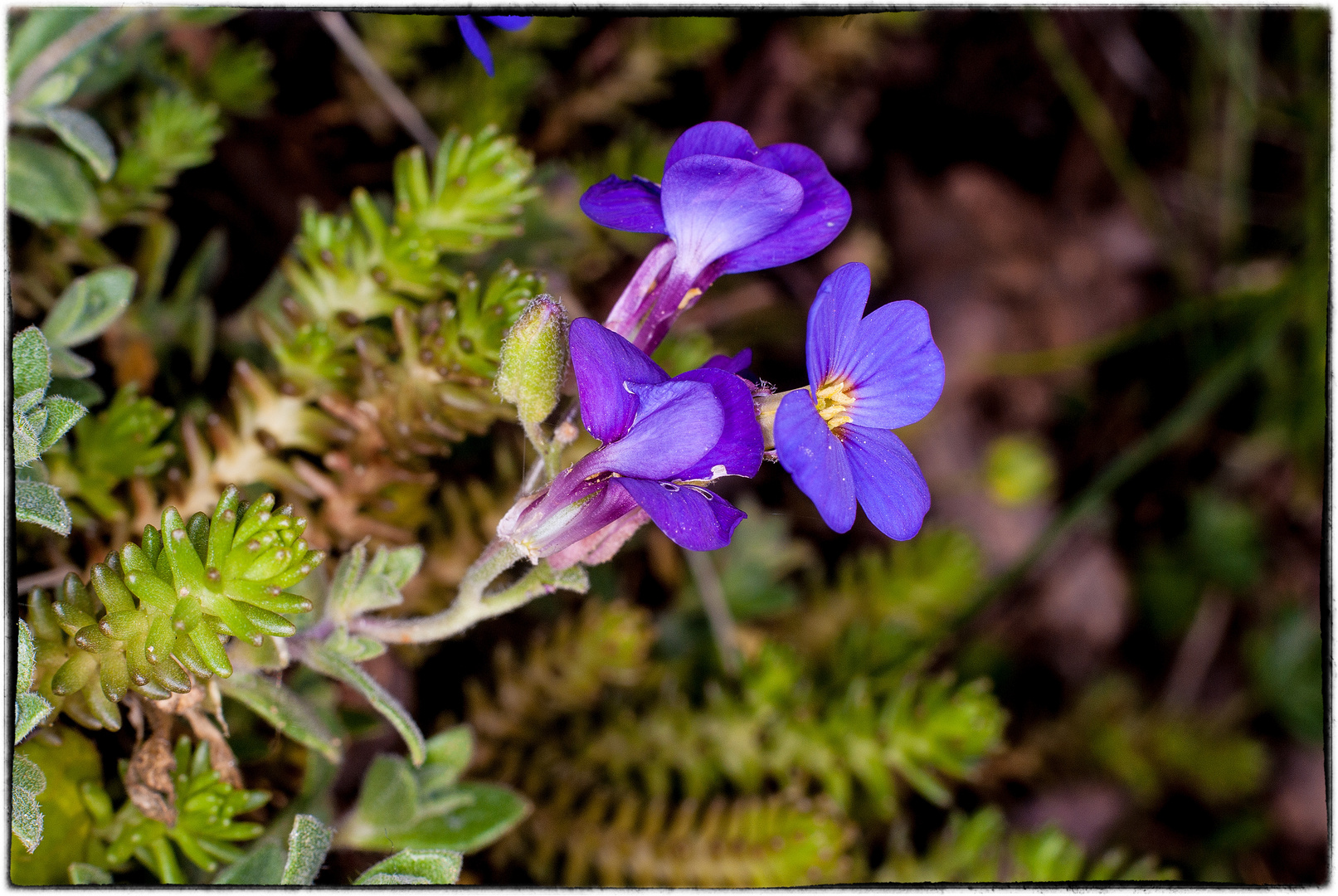 Blaukissenblüten