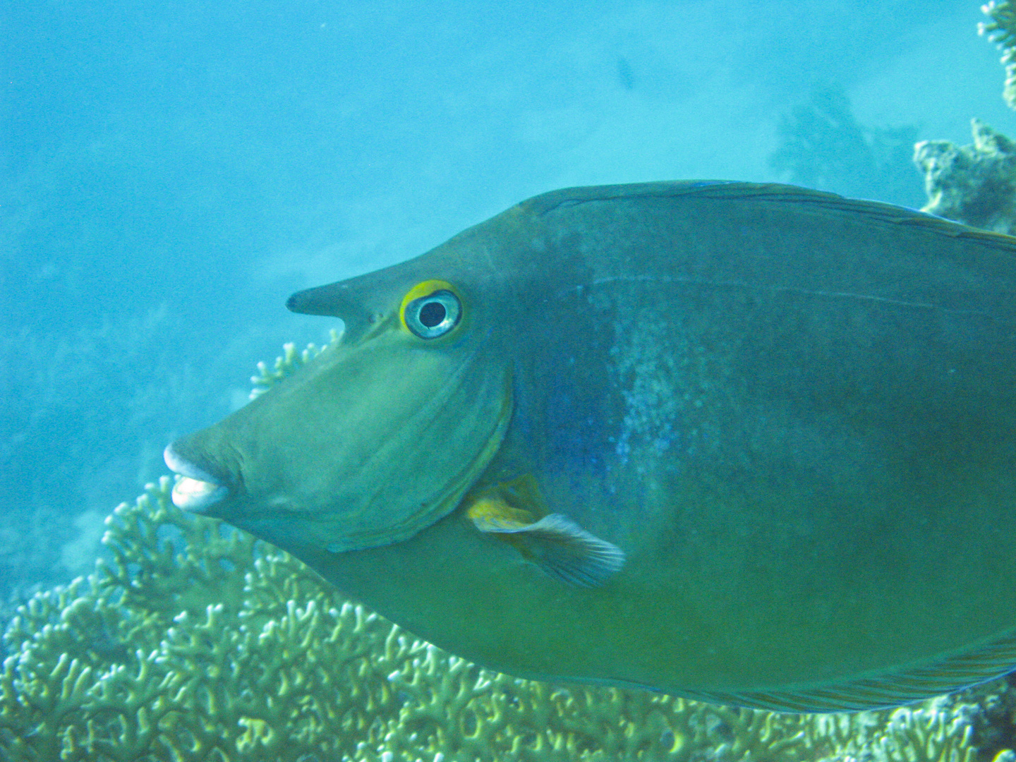 Blauklingen-Nasendoktorfisch, Ägypten