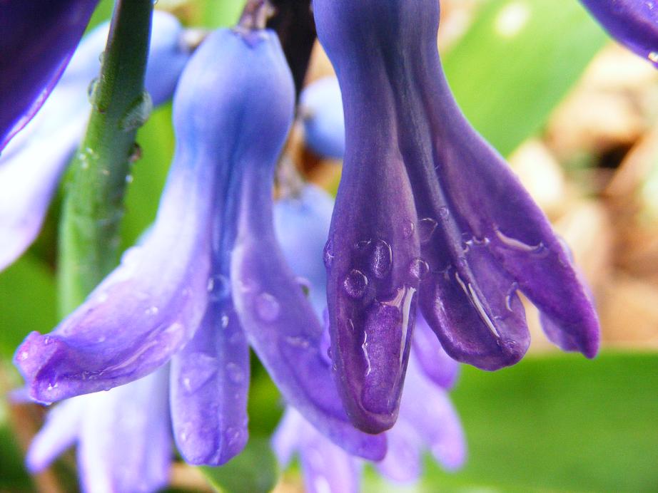 Blauköpfchen