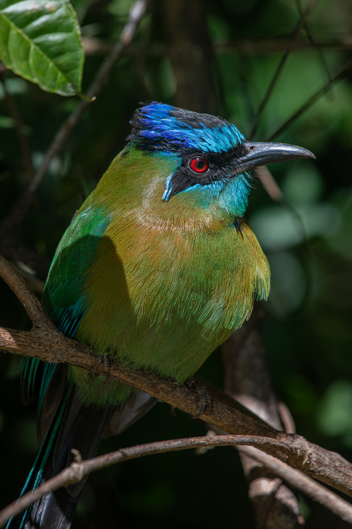 Blauköpfiger Motmot