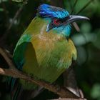 Blauköpfiger Motmot