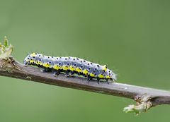 Blaukopf 1 - Eulen