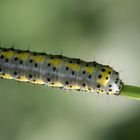 Blaukopf, Diloba caeruleocephala