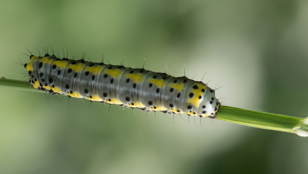 Blaukopf, Diloba caeruleocephala