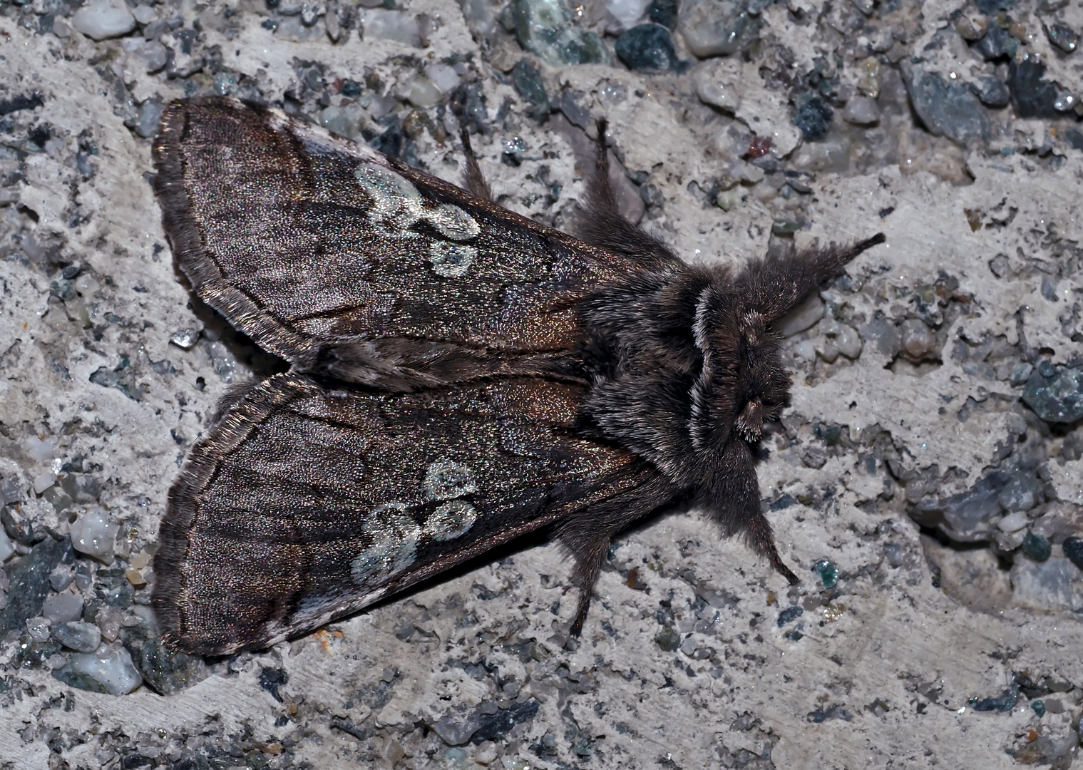 Blaukopf (Diloba caeruleocephala) * mit Pelzmütze..! - Le Double Oméga avec chapeau fourré!