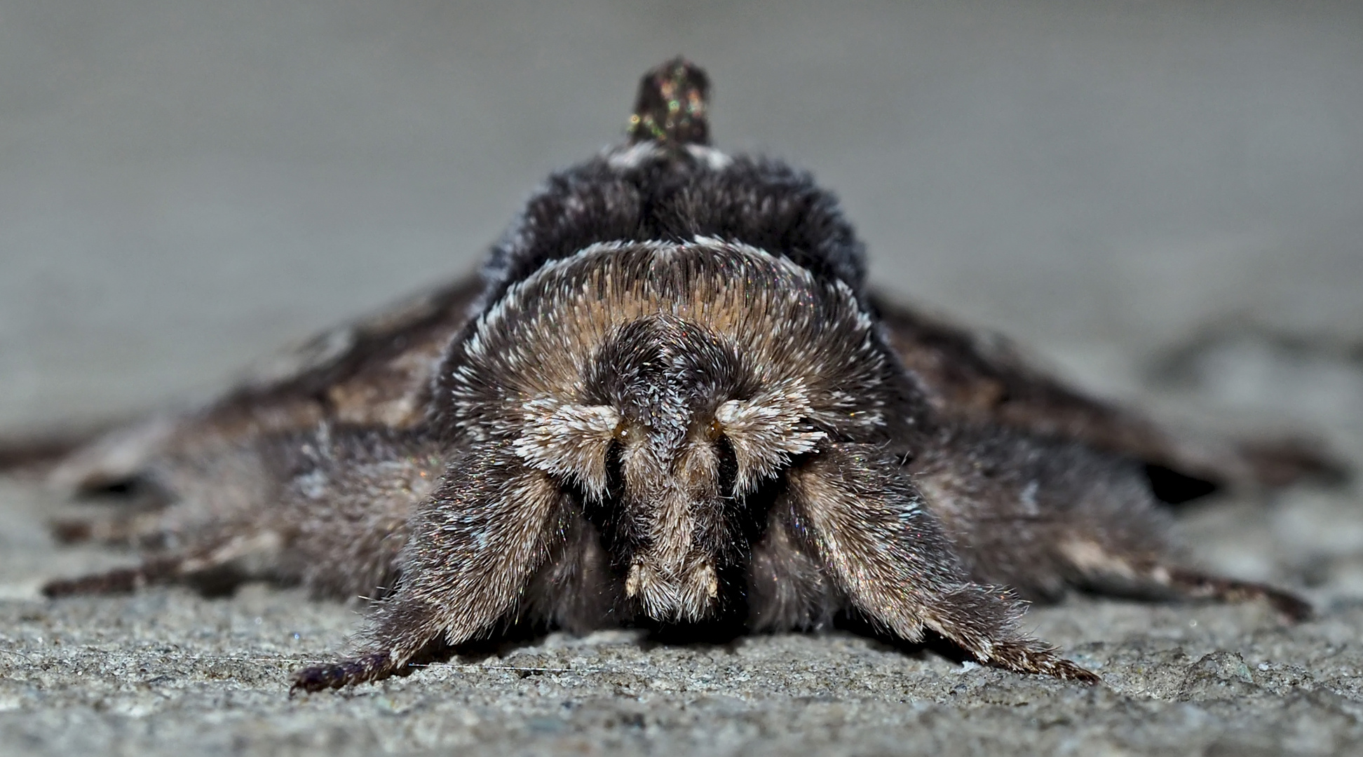 Blaukopf (Diloba caeruleocephala), Porträt! -  Le Double Oméga avec chapeau fourré, portrait!