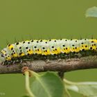 Blaukopf (Diloba caeruleocephala) Raupe