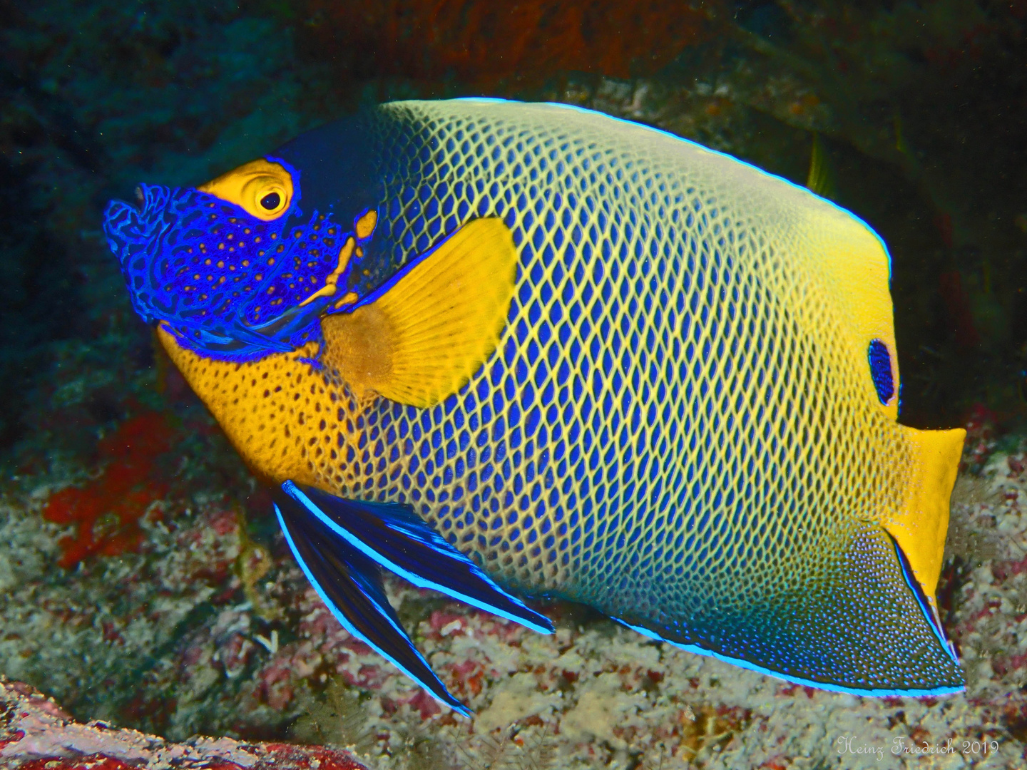 Blaukopf Kaiserfisch